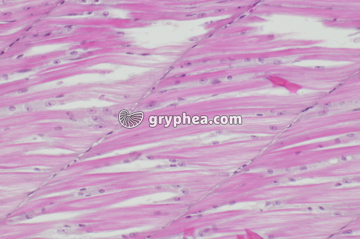 Fibres musculairess striées alevin de Truite x100 - gryphea.com